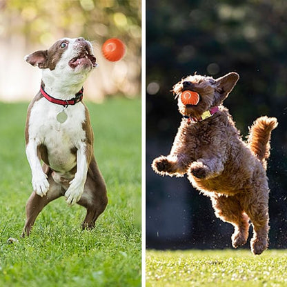 RollBuddy™ - Automatischer, intelligenter Hundeball